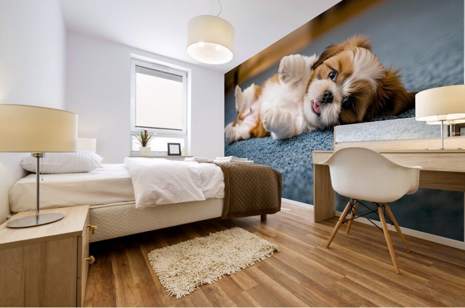 Shih Tzu Puppy Hopes For Belly Rub Time Mural print