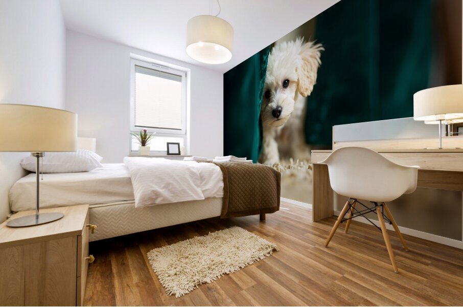 Happy Poodle Puppy Sitting By Blue Curtains Mural print