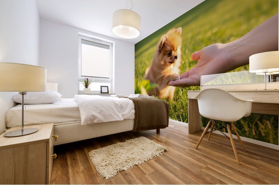 Happy Pomeranian Puppy After Learning Handshake Mural print