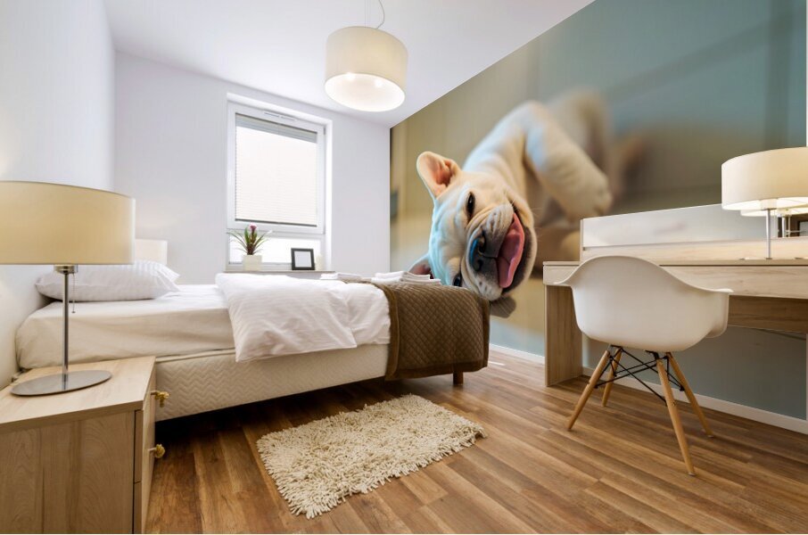 French Bulldog Puppy Discovers The Perfect Sploot Position Mural print