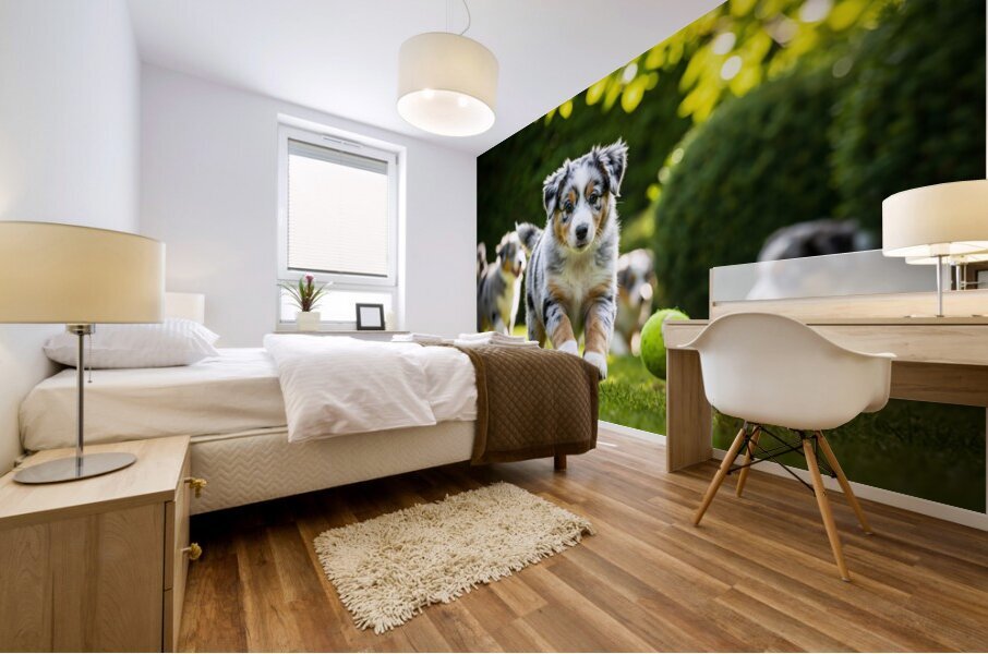 Australian Shepherd Puppy Catches Tennis Ball Mural print