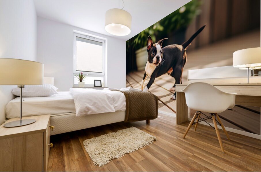 Boston Terrier Puppy Bouncing In Garden Mural print