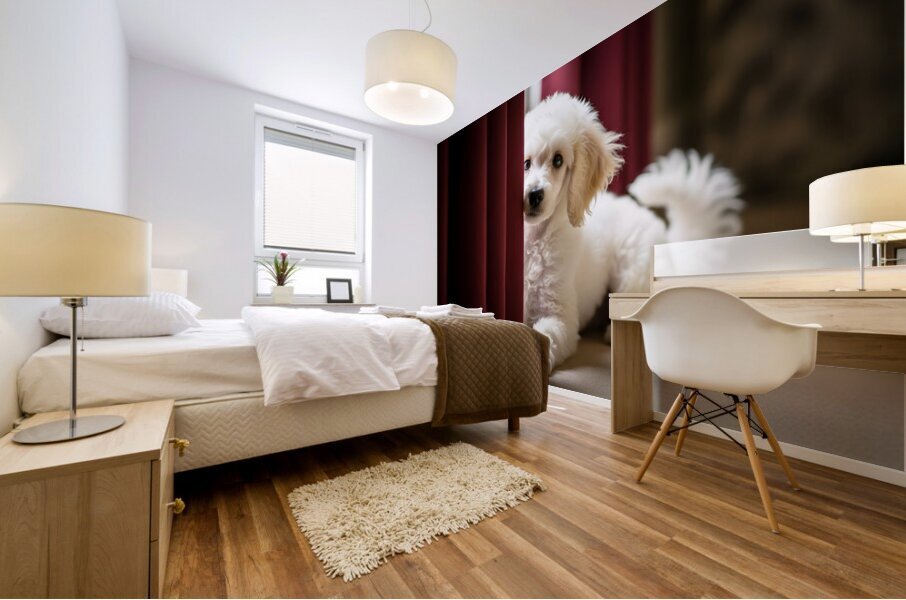 Poodle Puppy Plays Hide And Seek Behind Curtain Mural print