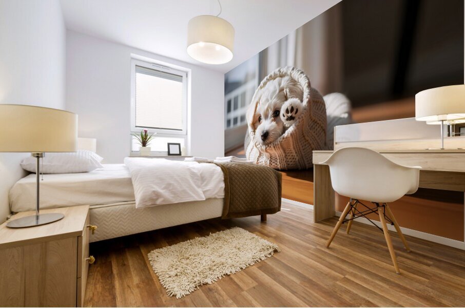 Bichon Frise Puppy Peeking From Sweater Sleeve Mural print