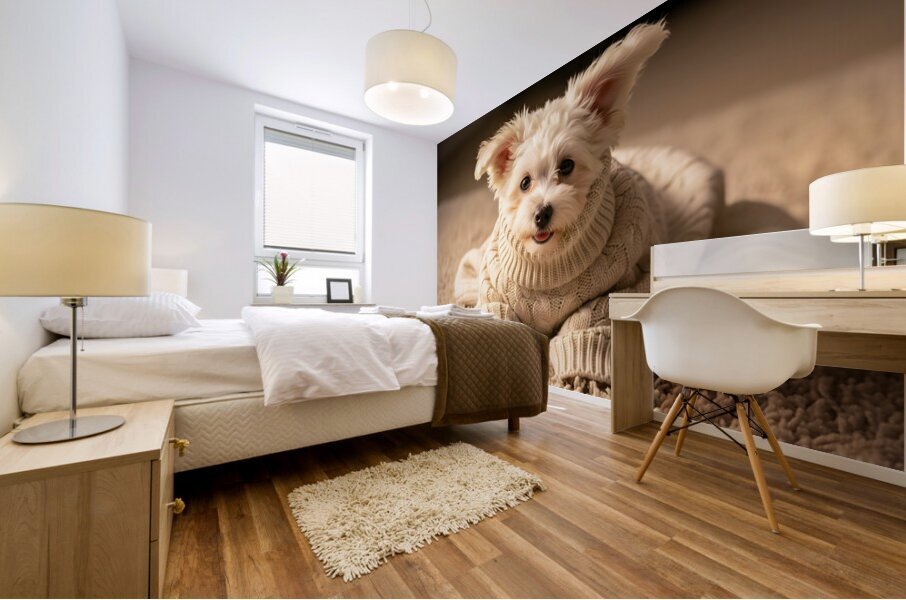 Proud Bichon Frise Puppy Wearing Cozy Sweater Mural print