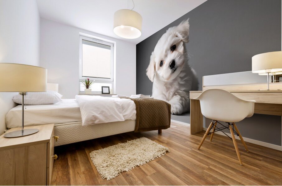 Bichon Frise Puppy Ready For Photo Session Mural print