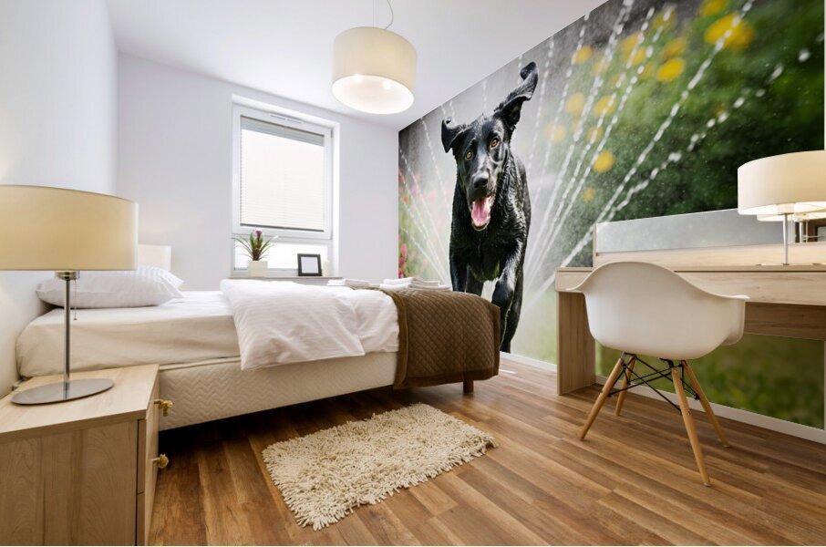 Wet German Shepherd Puppy Rests By Sprinkler Happily Mural print