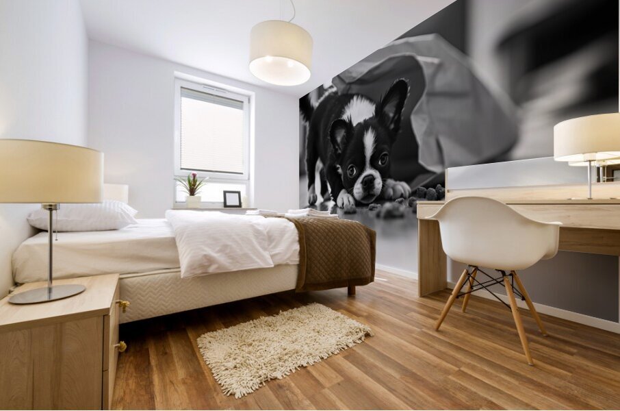 Excited Boston Terrier Puppy Emerges From Shopping Bag Discovery Mural print