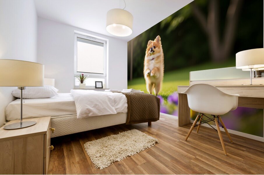Tired Pomeranian Puppy Resting After Playful Chase Mural print