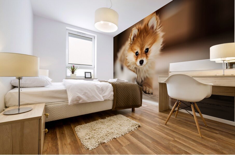 Pomeranian Puppys Cozy Morning Spot Mural print