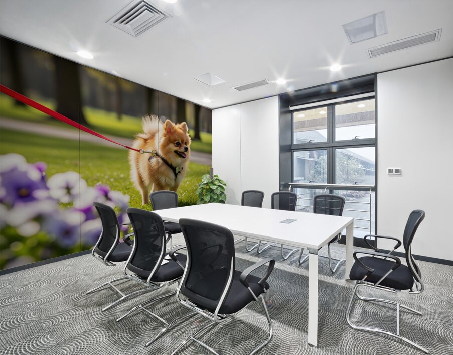 Pomeranian Puppy Masters Leash Walking Happily Wall Printing