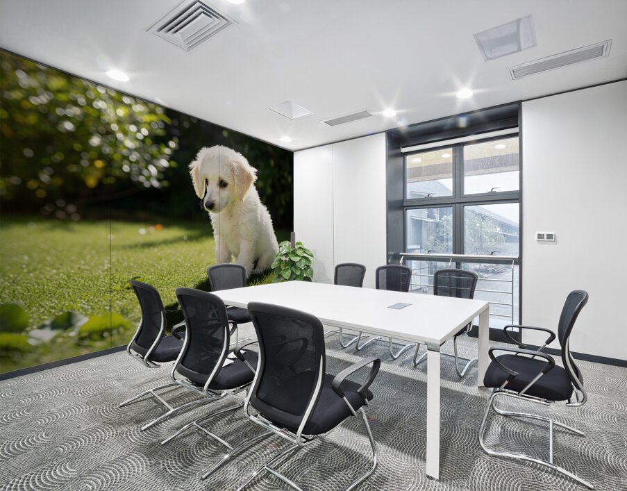 Poodle Puppy Discovers Shadow Play On Sunny Day Wall Printing