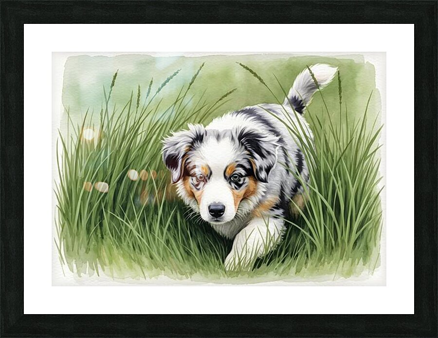 Blue Merle Australian Shepherd Puppy Searches Through Tall Grass Picture Frame print