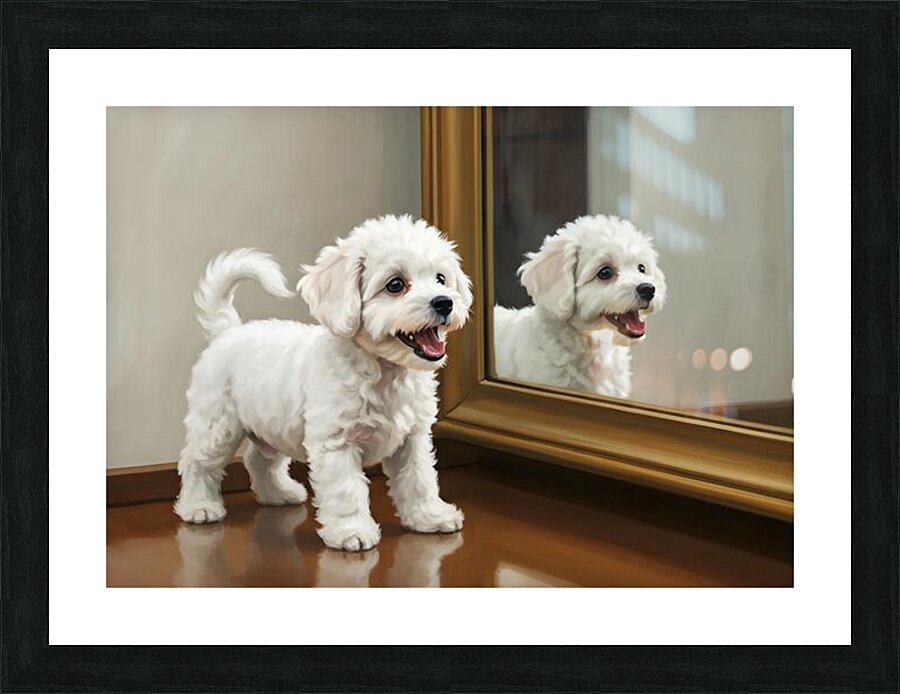 Playful White Bichon Frise Puppy Invites Mirror Reflection To Play Picture Frame print