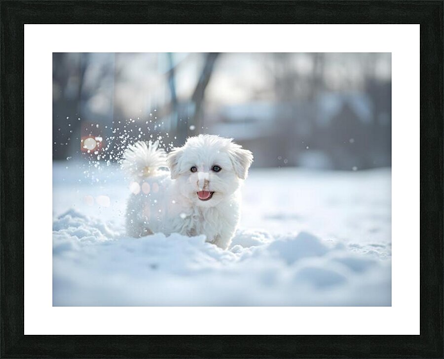 White Bichon Frise Puppy Discovers Fresh Snow In Winter Yard Picture Frame print