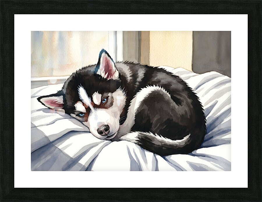 Sleepy Siberian Husky Puppy Napping In Sunbeam Picture Frame print