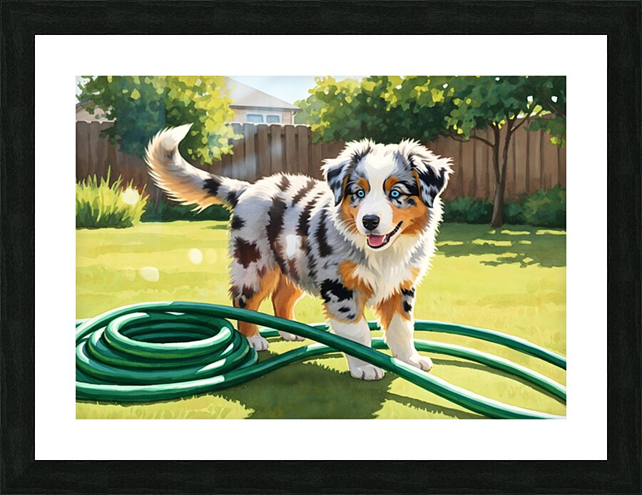 Australian Shepherd Puppy Discovers Garden Hose Picture Frame print