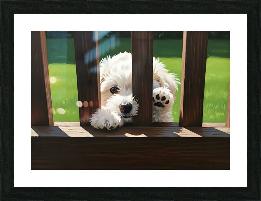 White Bichon Frise Puppy Peeking Through Wooden Fence Picture Frame print