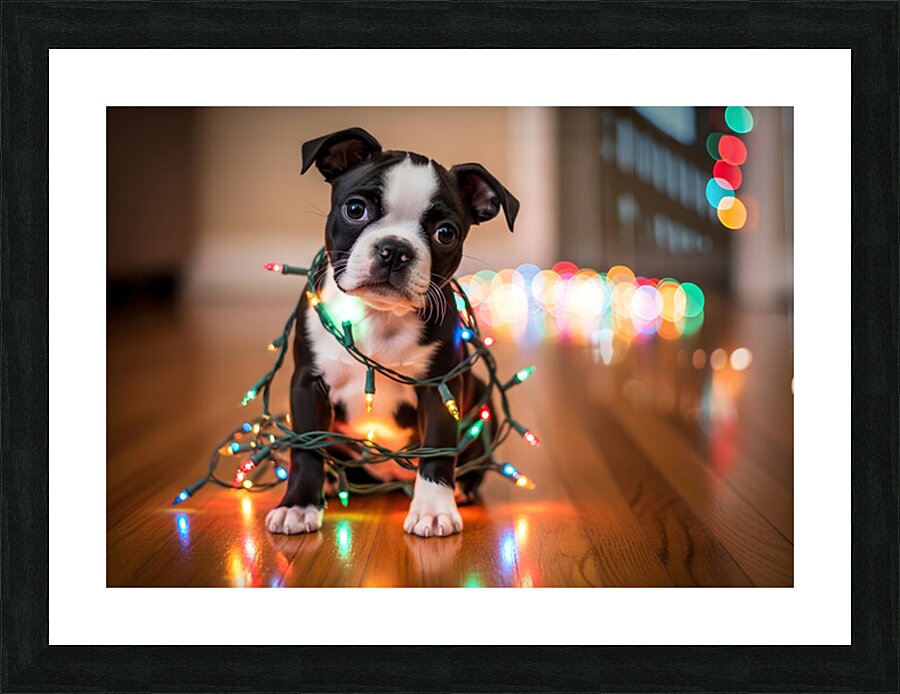 Boston Terrier Puppy Discovers Sparkling Christmas Lights Picture Frame print