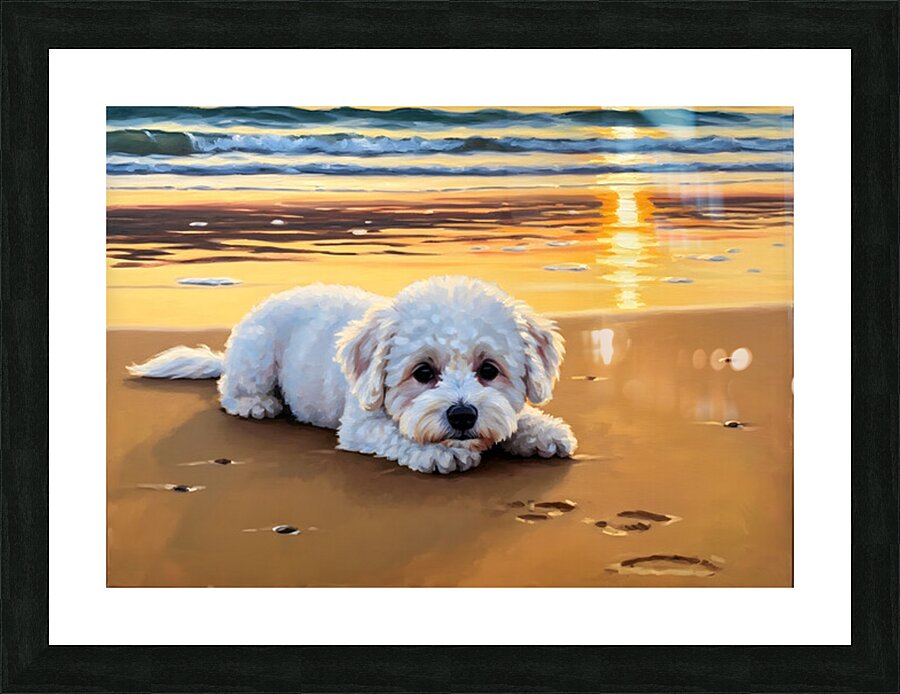 Content Bichon Frise Puppy Rests On Beach Picture Frame print