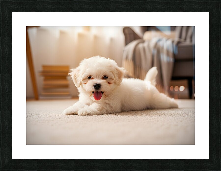 Tired Bichon Frise Puppy Rests After Zoomies Fun Picture Frame print