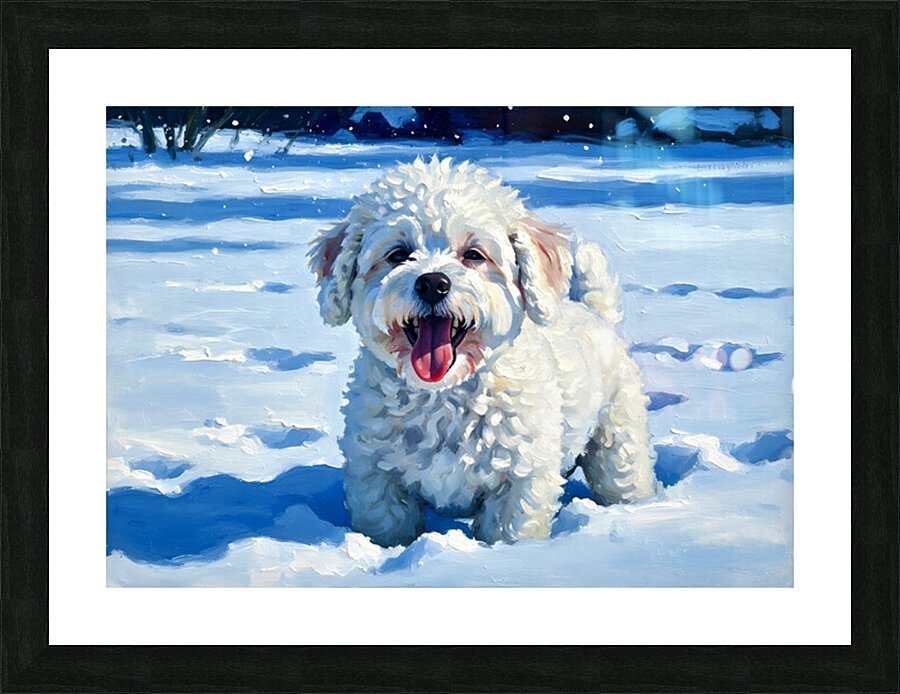 Happy Bichon Frise Puppy Rests After Snow Play Picture Frame print