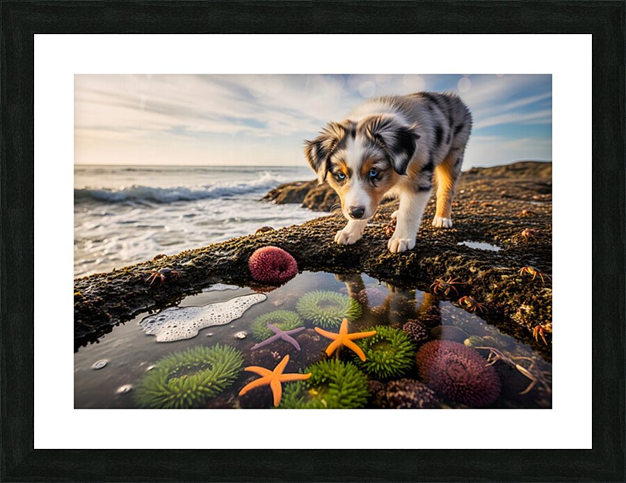 Australian Shepherd Puppy Discovers Tide Pools Picture Frame print