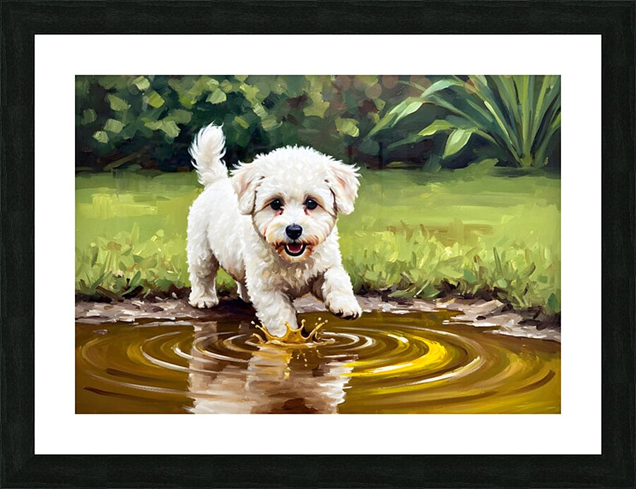 Bichon Frise Puppy Discovers Muddy Puddle Picture Frame print
