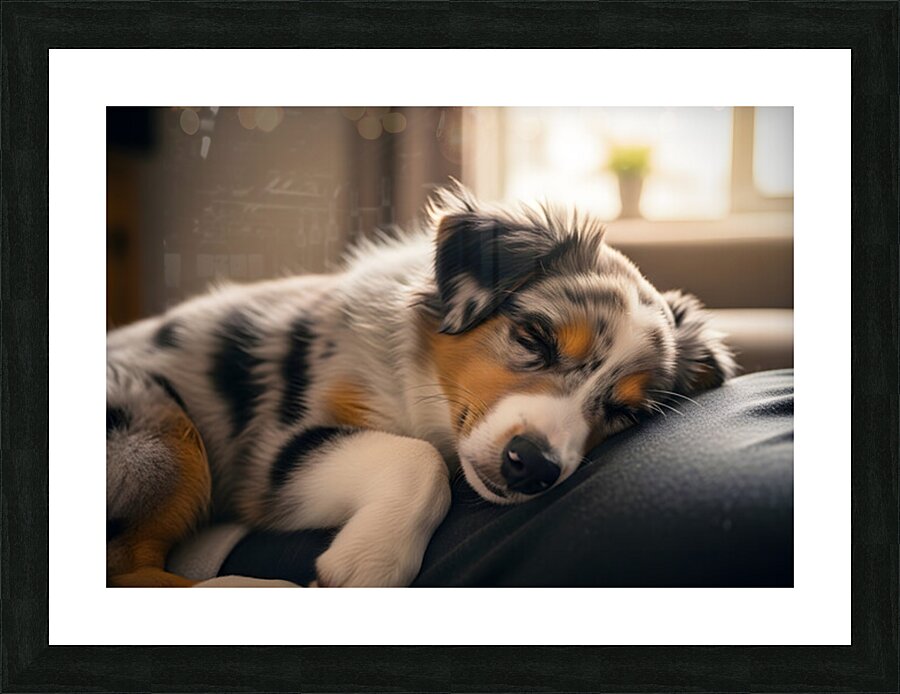 Australian Shepherd Puppys Perfect Nap Spot Picture Frame print