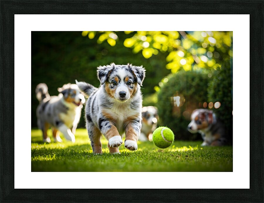 Australian Shepherd Puppy Catches Tennis Ball Picture Frame print