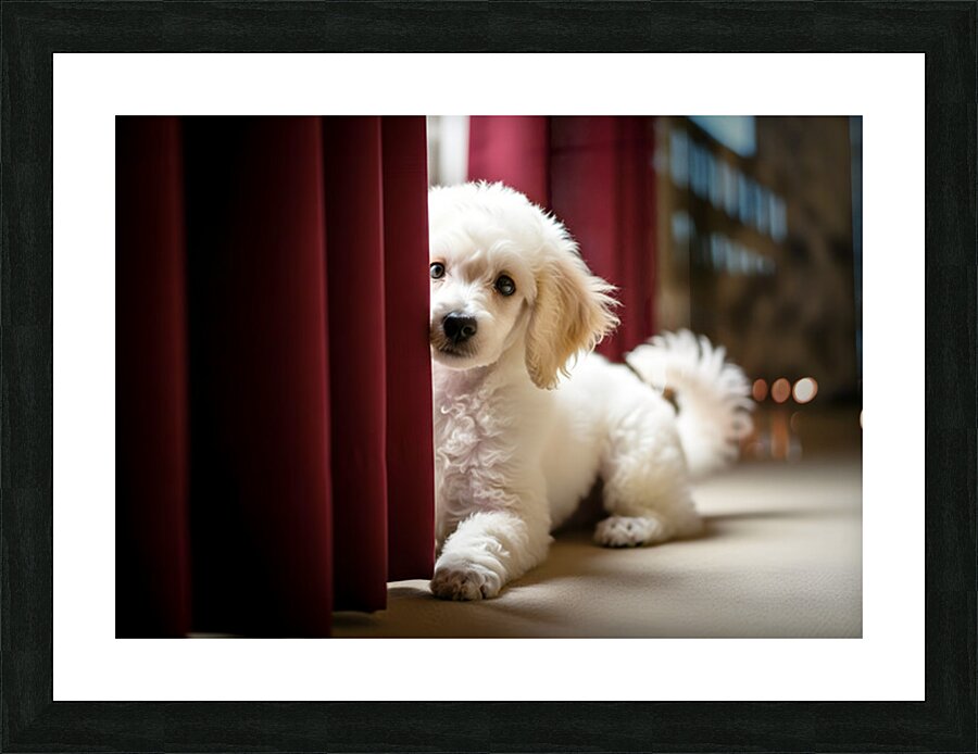 Poodle Puppy Plays Hide And Seek Behind Curtain Picture Frame print