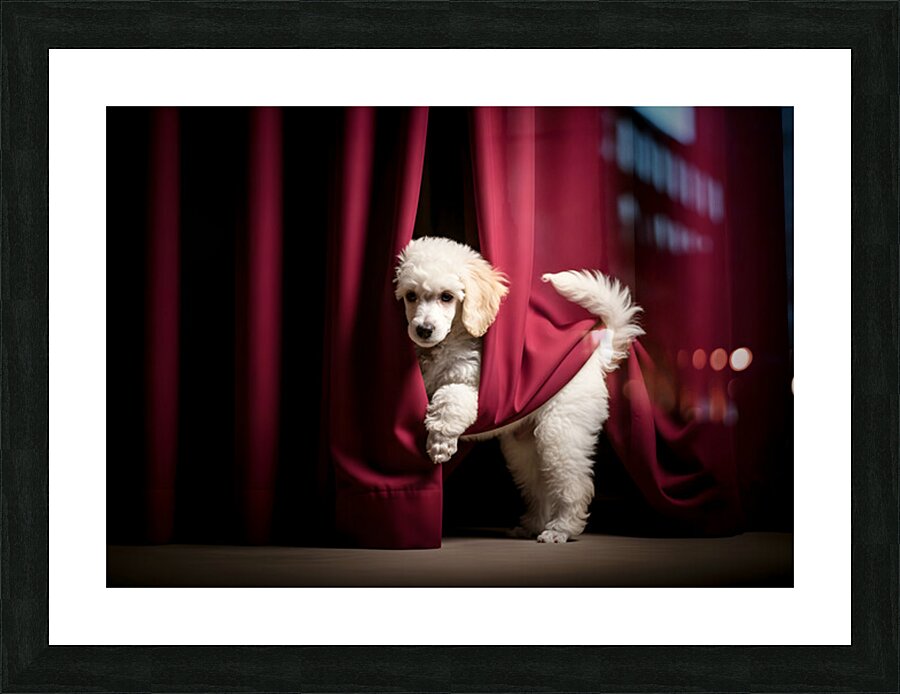 Poodle Puppy Bursts Out From Curtain Hiding Spot Picture Frame print