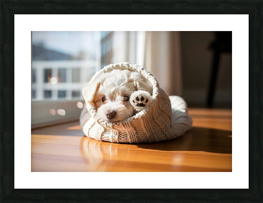 Bichon Frise Puppy Peeking From Sweater Sleeve Picture Frame print