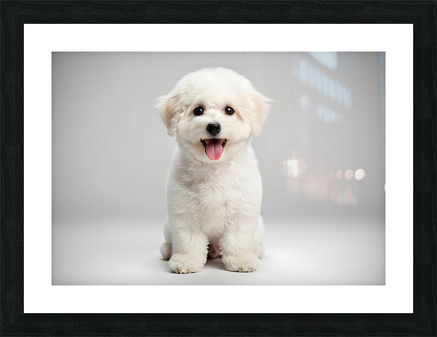 Focused Bichon Frise Puppy Poses Perfectly For Camera Picture Frame print