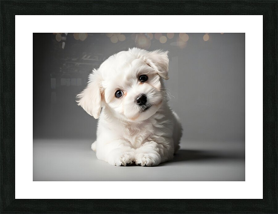 Bichon Frise Puppy Ready For Photo Session Picture Frame print
