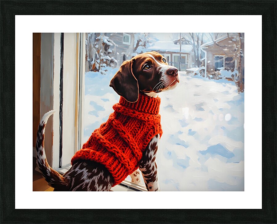 German Shorthaired Pointer Puppy Gets Winter Sweater Picture Frame print