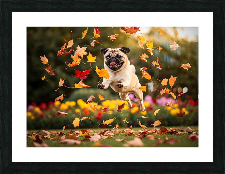 Pug Puppy Rests After Wind Play Picture Frame print
