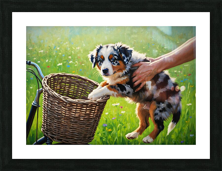 Australian Shepherd Puppy Discovers Bicycle Basket Adventure Picture Frame print