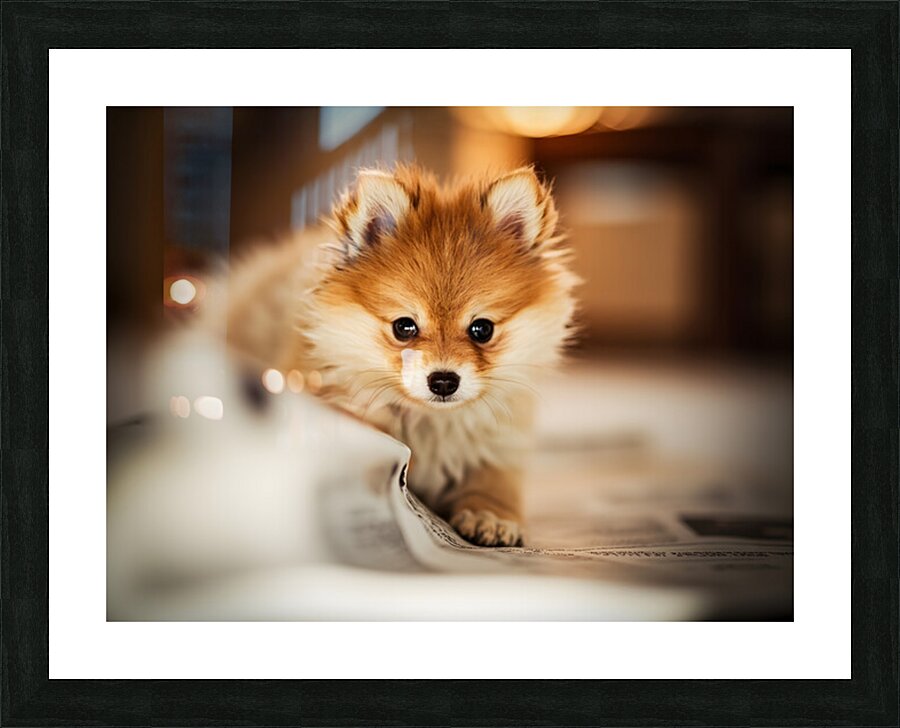 Pomeranian Puppys Cozy Morning Spot Picture Frame print