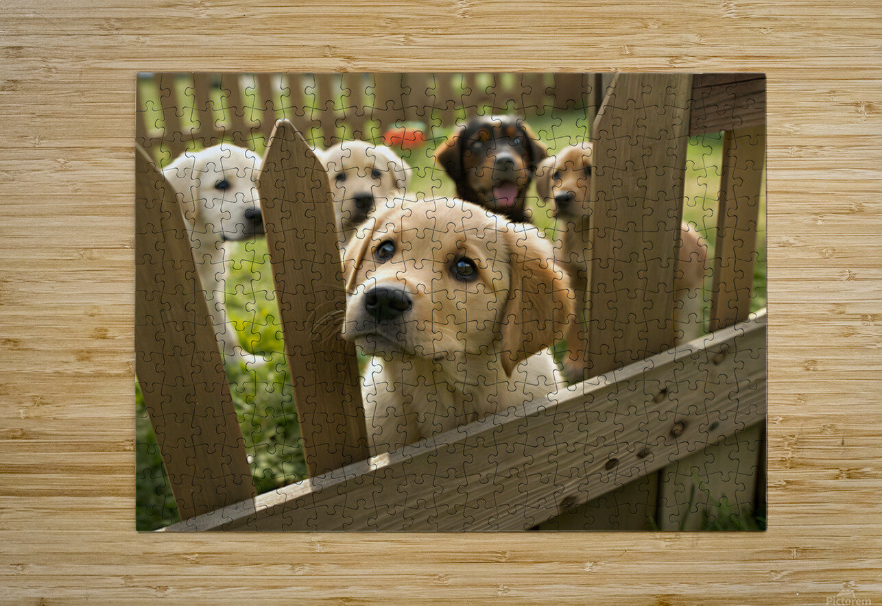Curious Labrador Retriever Puppy Gazing Through Fence With Friends Puppy Prints Puzzle printing