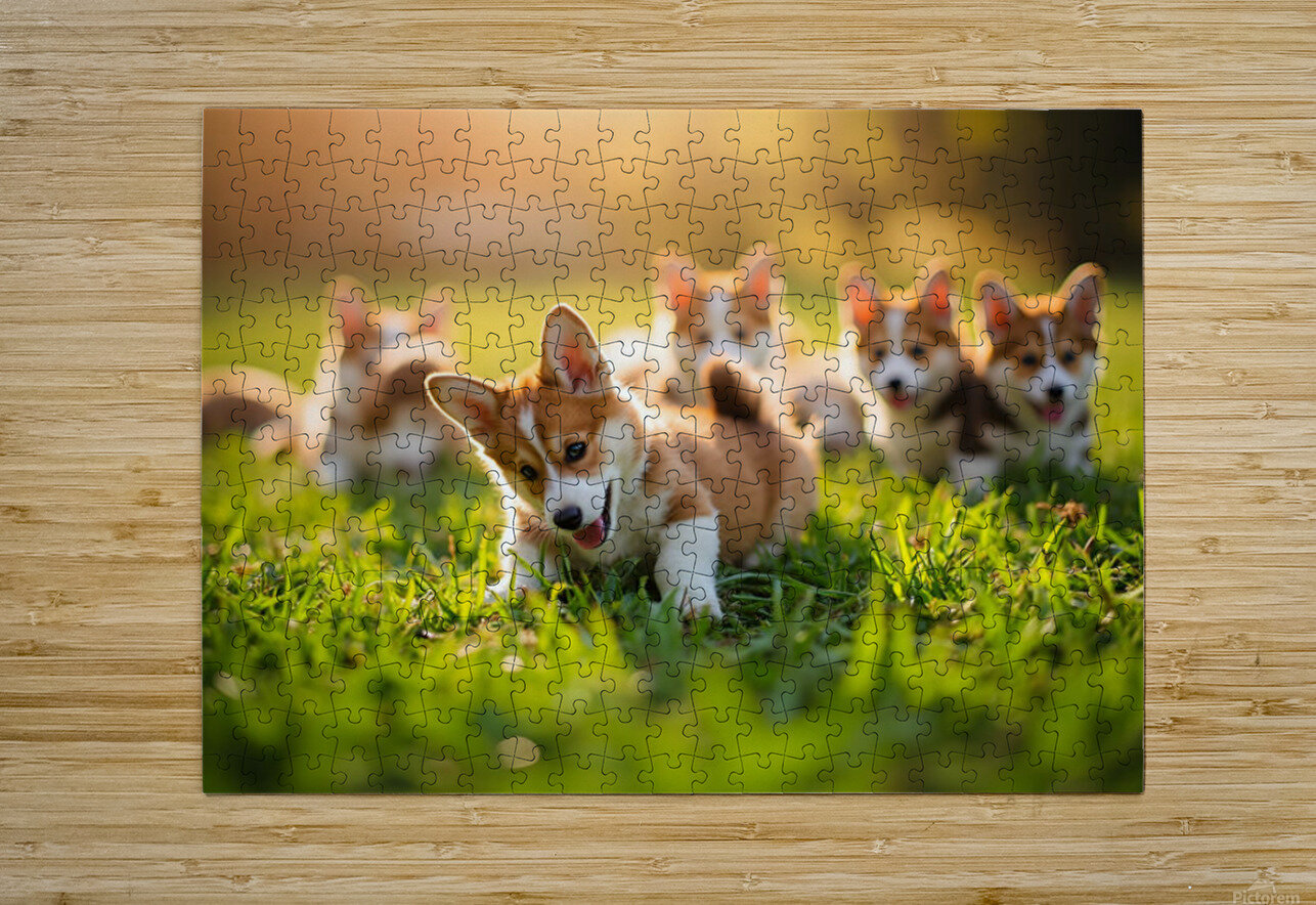 Pembroke Welsh Corgi Puppy Ready To Play With Siblings Puppy Prints Puzzle printing
