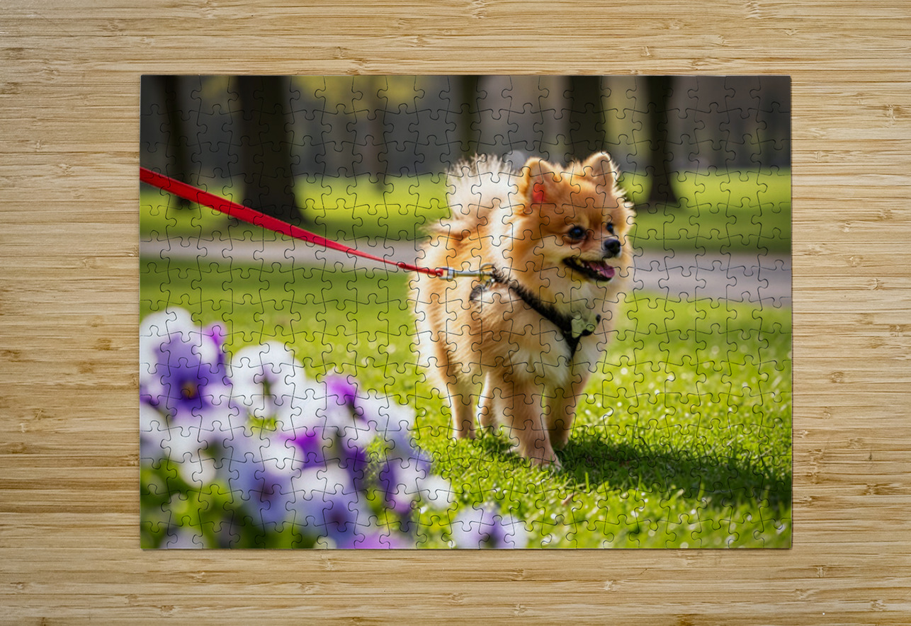 Pomeranian Puppy Masters Leash Walking Happily Puppy Prints Puzzle printing