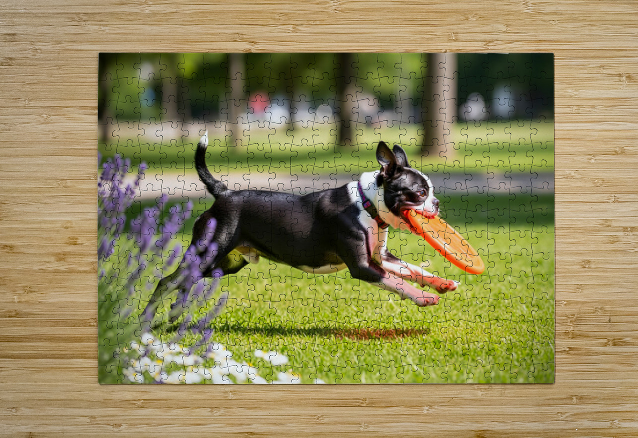 Proud Boston Terrier Puppy Lands With Caught Frisbee Puppy Prints Puzzle printing