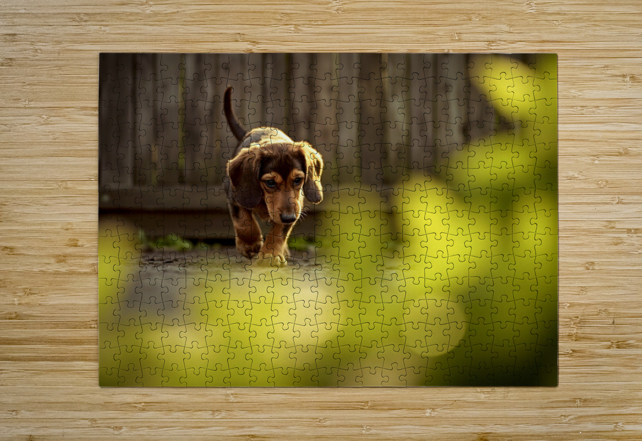 Sleepy Dachshund Puppy Yawns In Garden Puppy Prints Puzzle printing