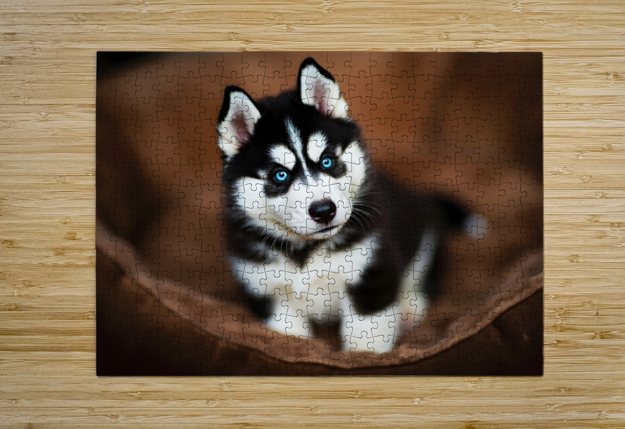 Content Siberian Husky Puppy Relaxes In Comfortable Bed Puppy Prints Puzzle printing