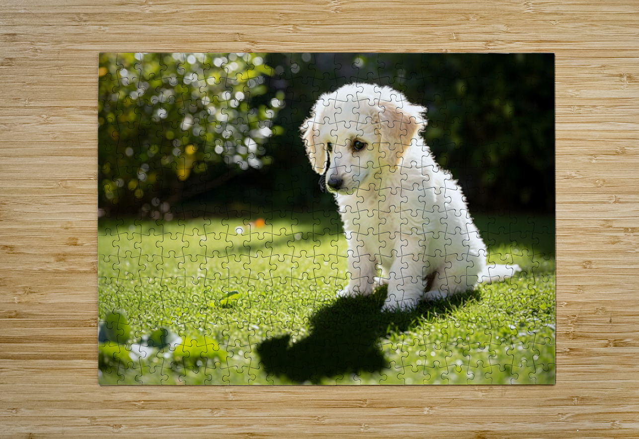 Poodle Puppy Discovers Shadow Play On Sunny Day Puppy Prints Puzzle printing
