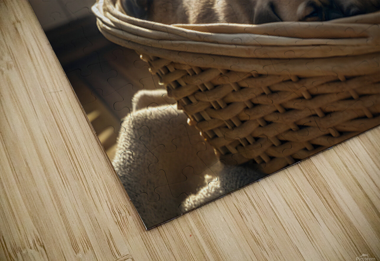 Pug Puppy Dreams In Warm Sunlight Puppy Prints Puzzle