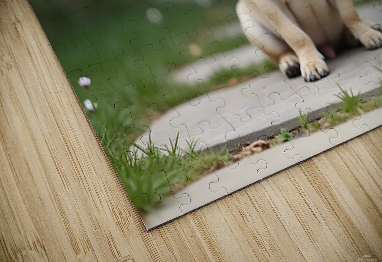 Tan and black Pug puppy with a wrinkled face sits proudly on a stone patio Puppy Prints Puzzle