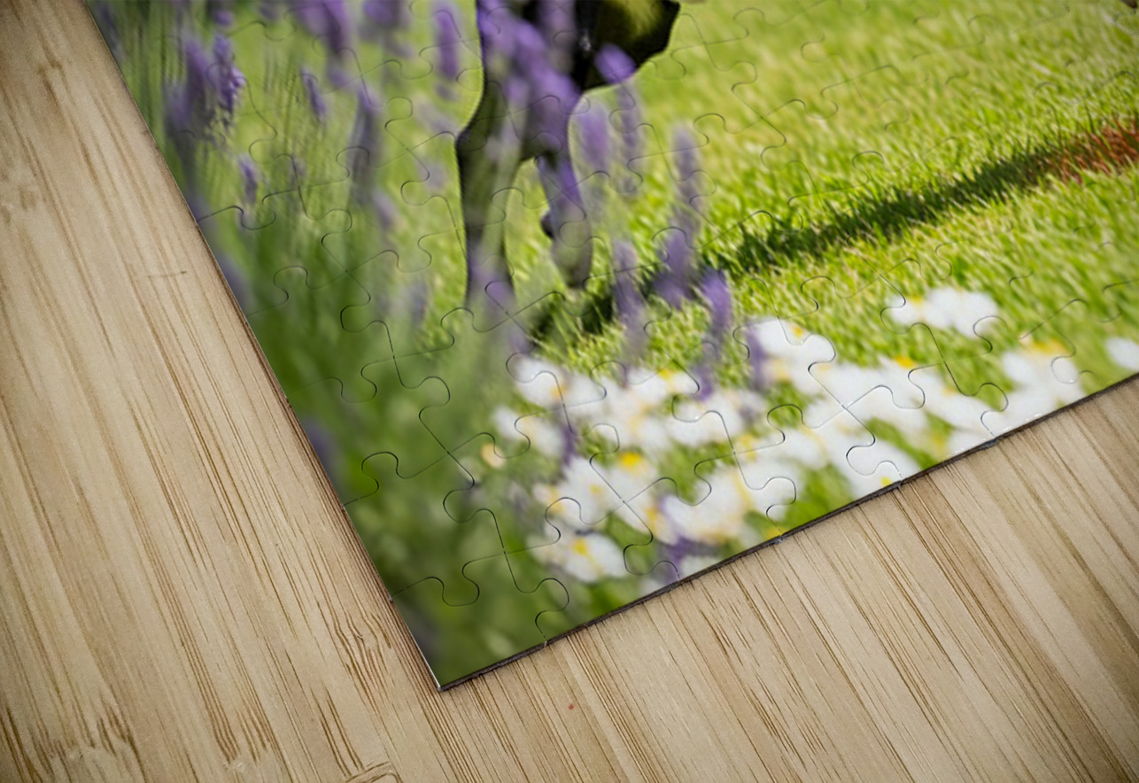 Proud Boston Terrier Puppy Lands With Caught Frisbee Puppy Prints Puzzle