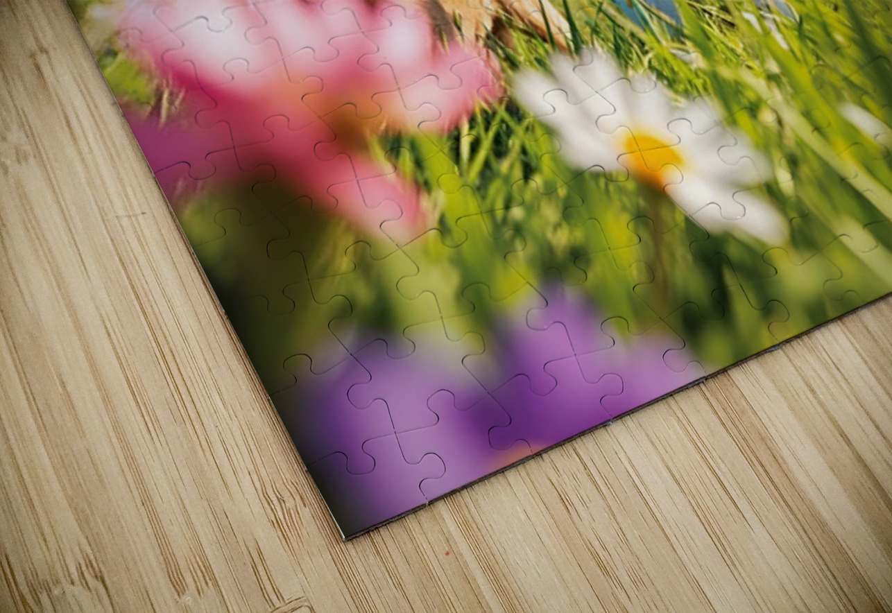 A black and white Border Collie puppy playing frisbee with his f Puppy Prints Puzzle